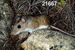 Peromyscus-leucopus tornillo